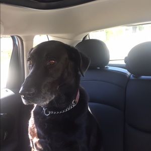 Meet your Posher, Kirk